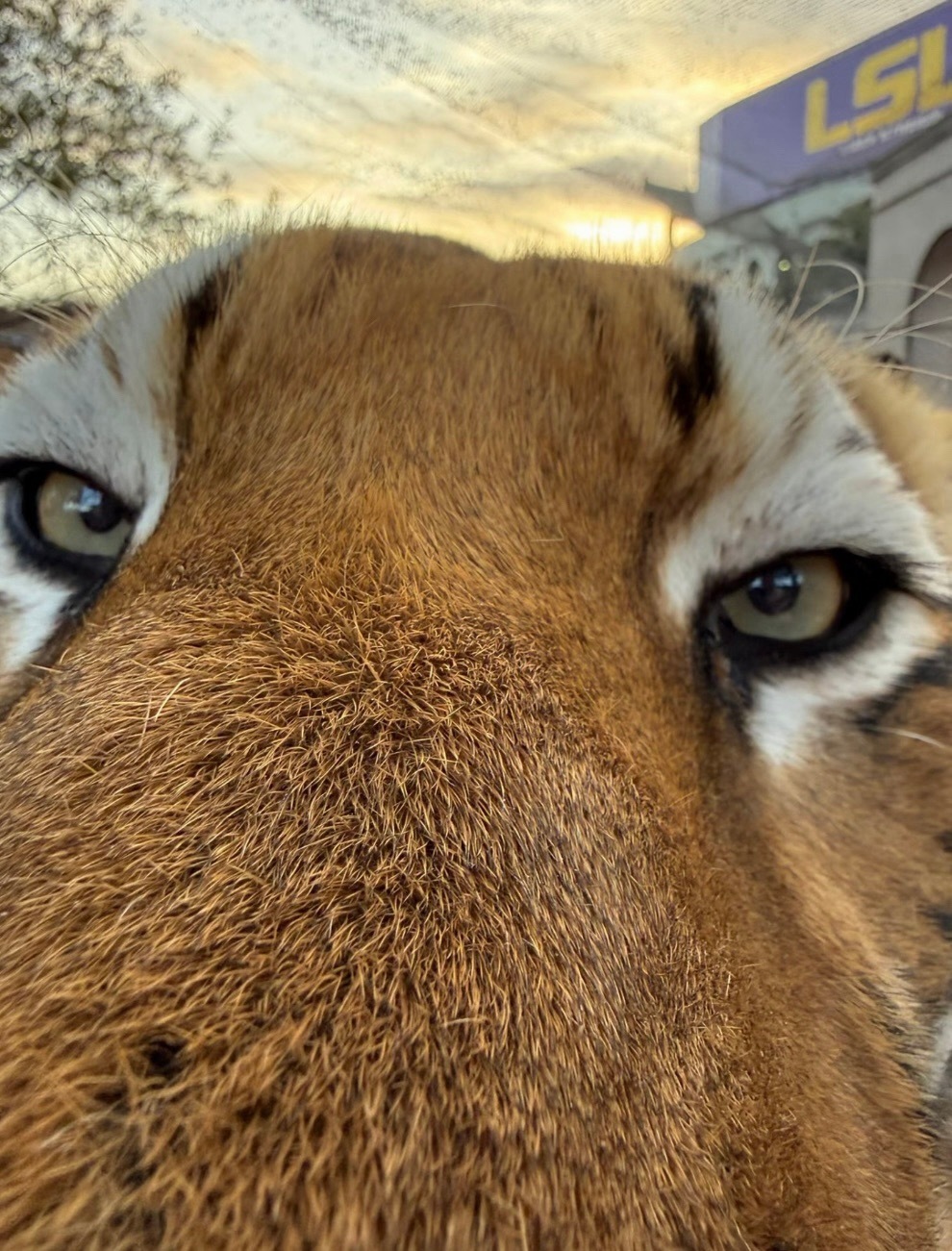 大猫咪无意间打开了前置摄像头
