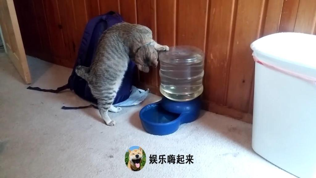 11694667690607452082.jpg?id=0