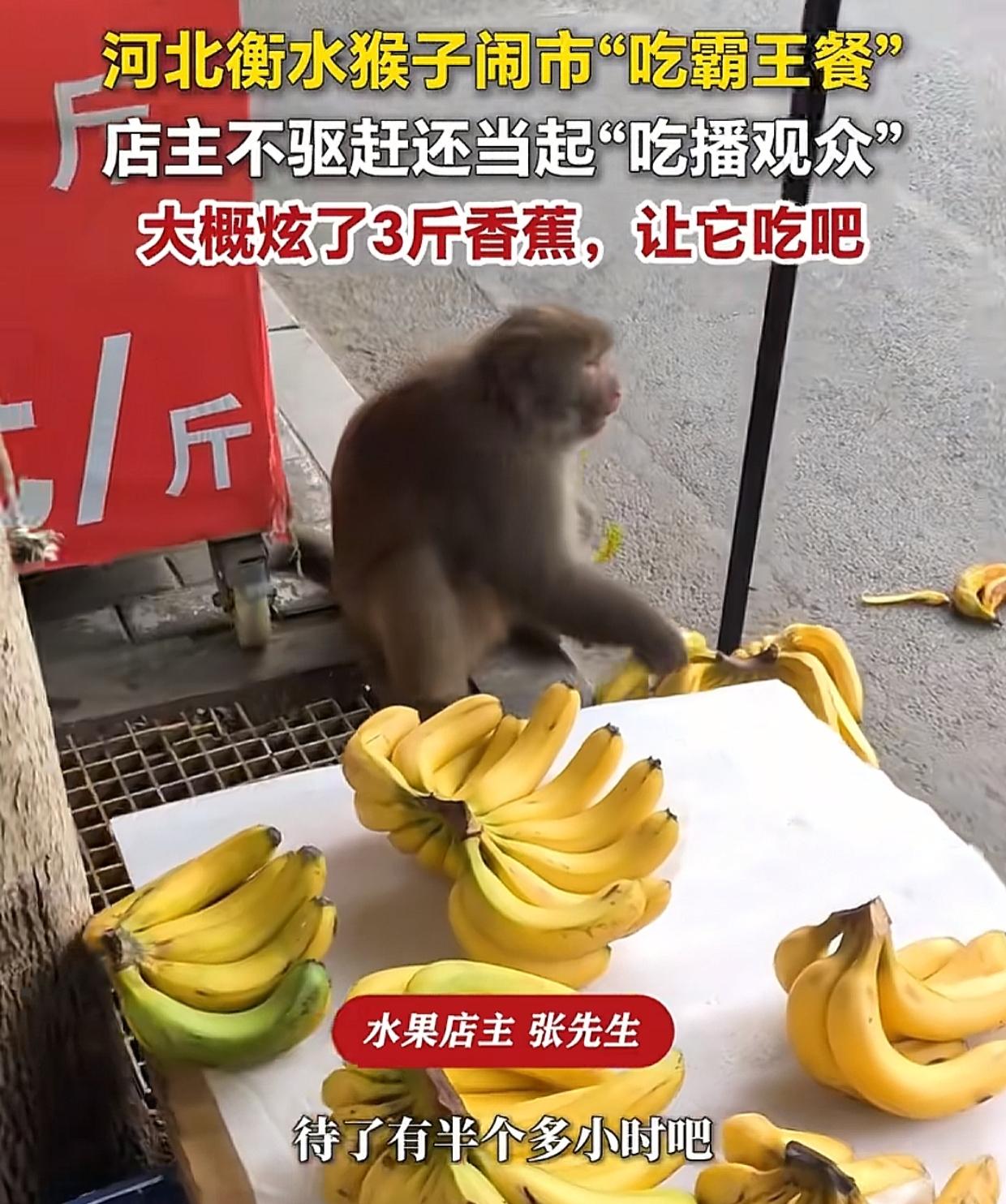 河北衡水，老板大中午守着水果摊，一只猴子忽然蹿过来，拿起摊位上标价1.8元一斤的