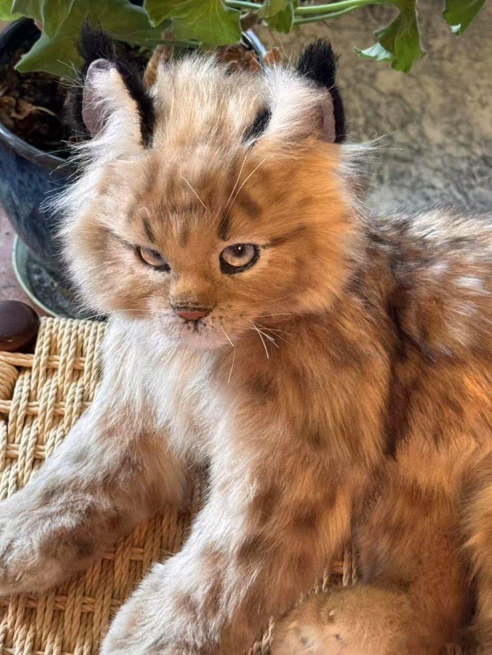 美国小女孩Ellie在外玩耍时，竟把一只野生猞猁当“朋友”抱回家，母亲透过监控看到后惊恐地连声催促她