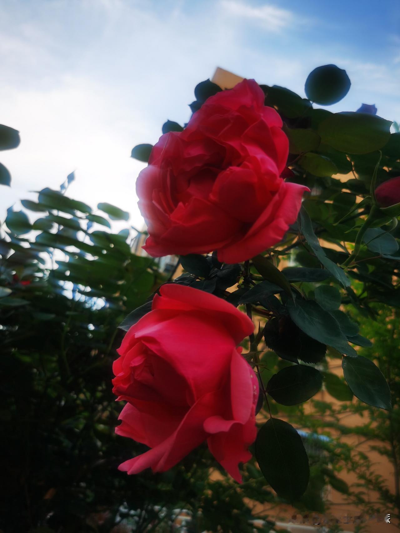 春天是热闹的季节，喧闹繁华。喧闹是鸟儿鸣唱，婉转清亮，极尽欢愉。每个