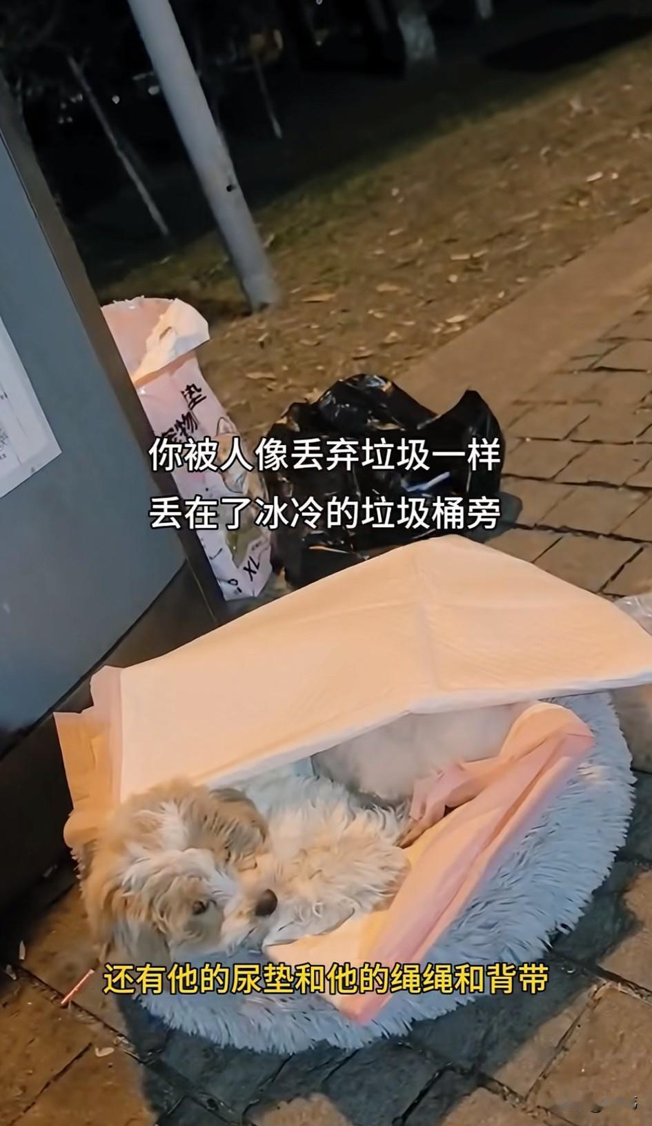 泪目了！这天夜里一位小姐姐去夜跑，当她跑到一个垃圾桶的时候，看到了令人同情的一幕