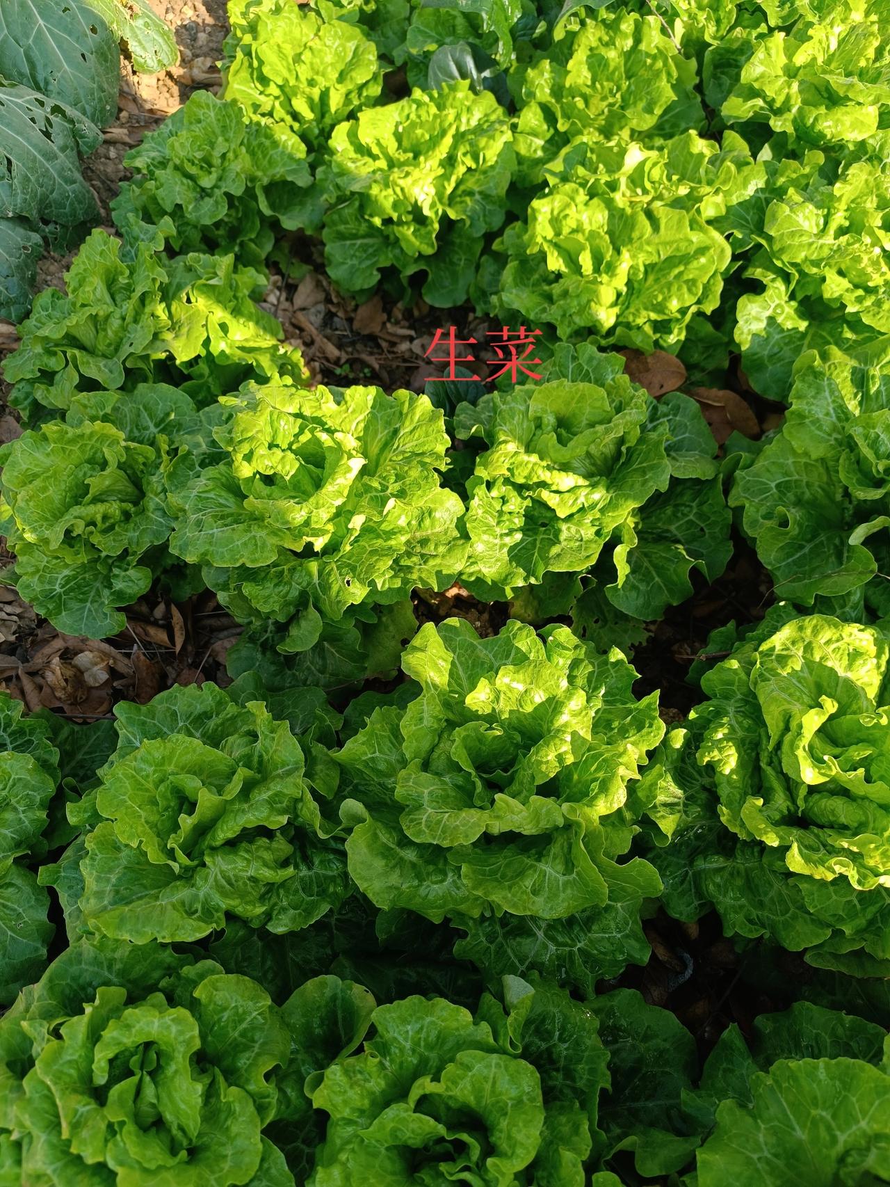 我家的菜园一片绿今天来到菜地，看到地里一片绿油油的蔬菜，真的非常开心。今