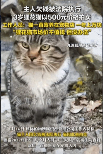 长见识了！”江苏扬州，一人因为欠债不还财产被查封，他的狸花猫养在宠物店里，也欠下