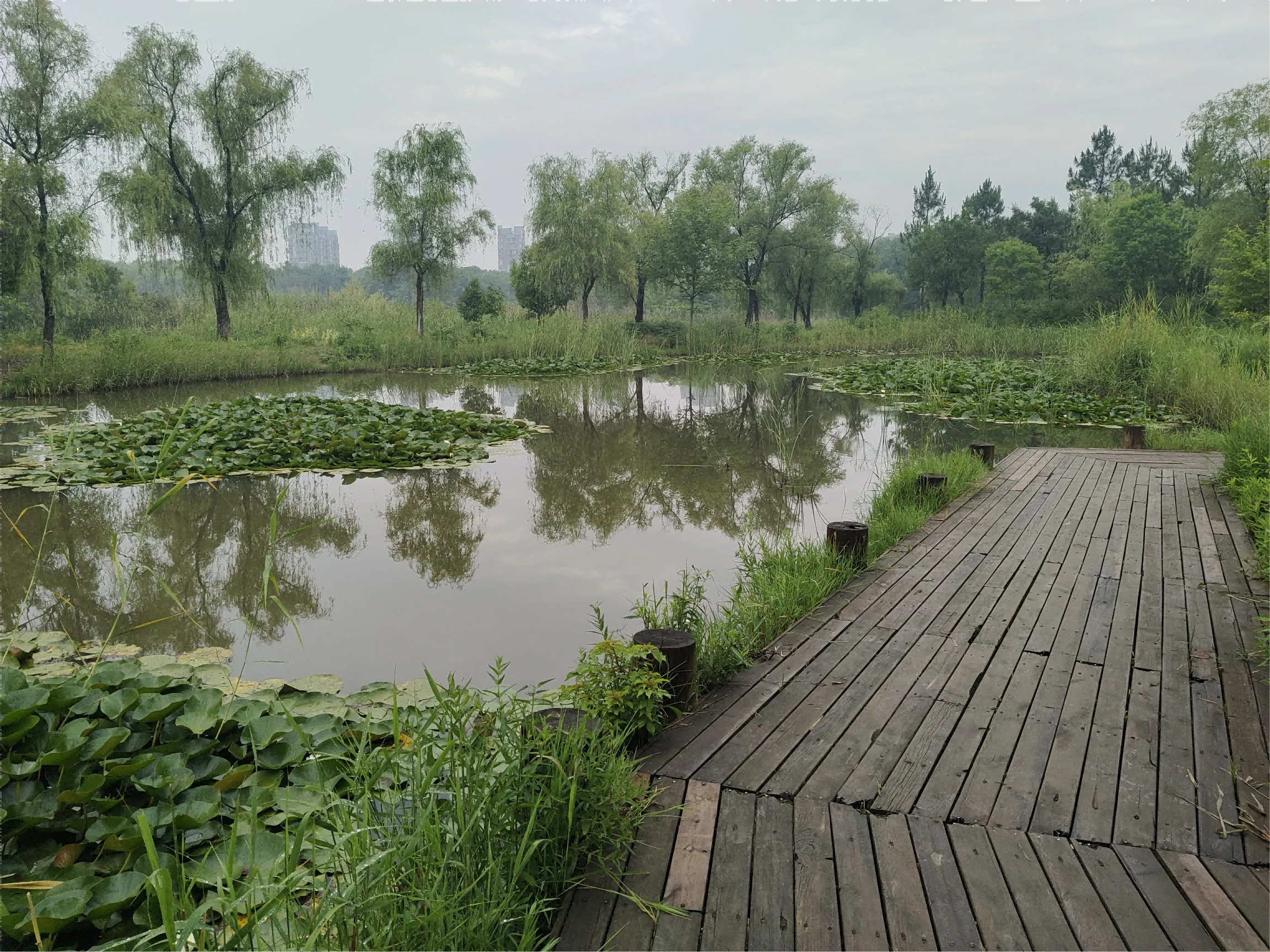 合肥进入了“<em>梅雨季节</em>”而老家淮北却进入了“没<em>雨季节</em>”最近这段时间，每次跟