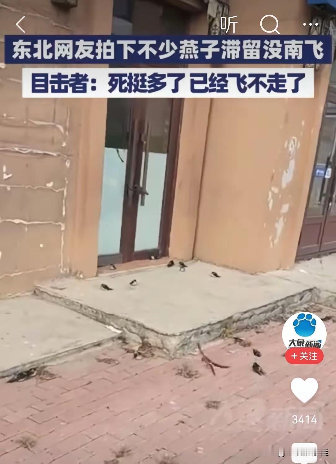 我有预感，东北的燕子这次真的要变天了！因为这次事件最大的影响，不是迁徙路线的