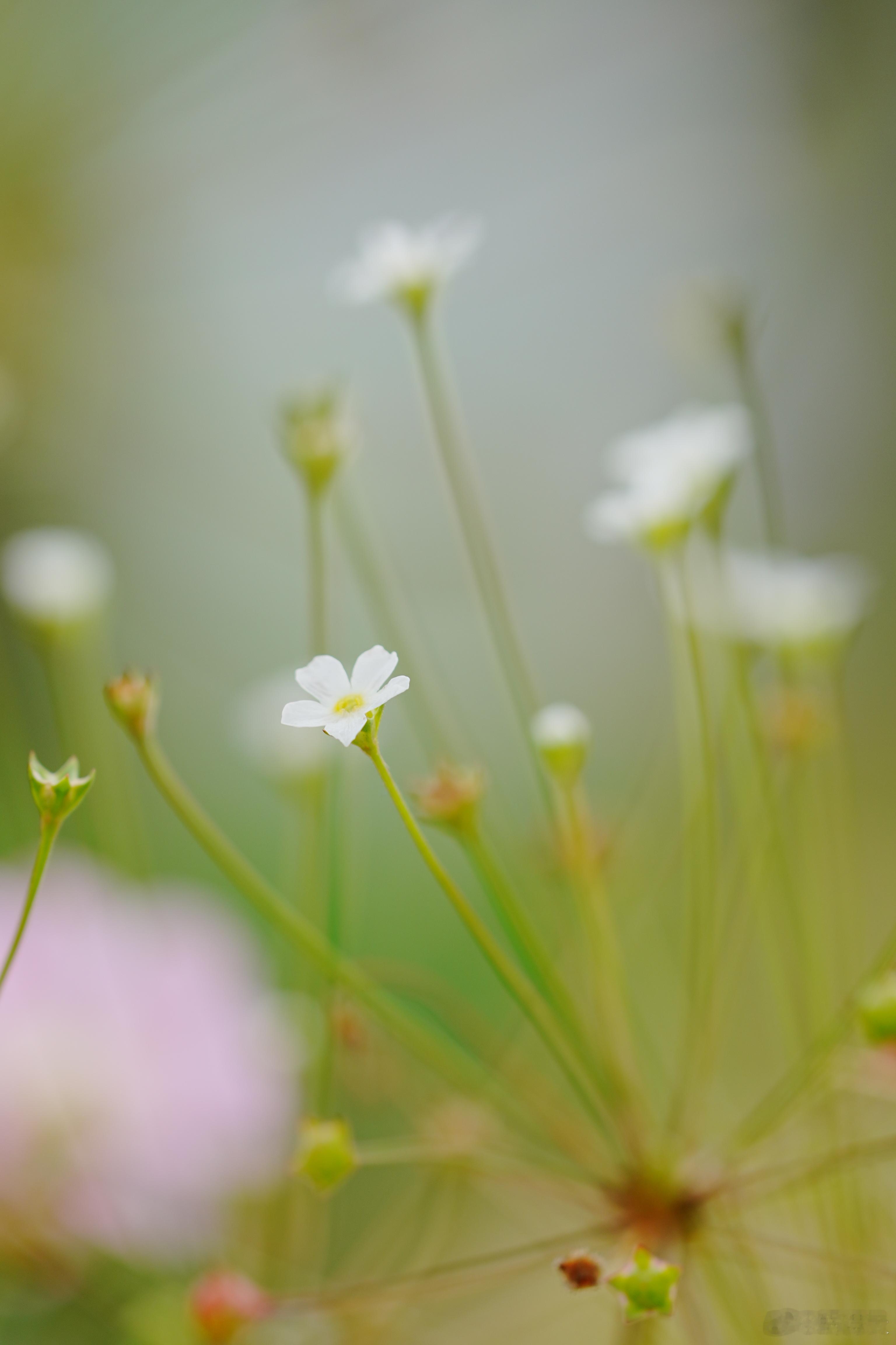 点地梅是报春花科的一年生草本植物，多生长在山野路边，是春天最早开放的野花之一。它