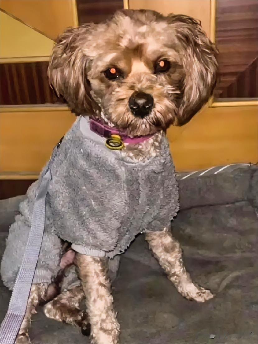 流浪狗“亮亮”的暖心蜕变：烤鸭香里的救赎故事！烤鸭店门口总有个“小毛球”在晃