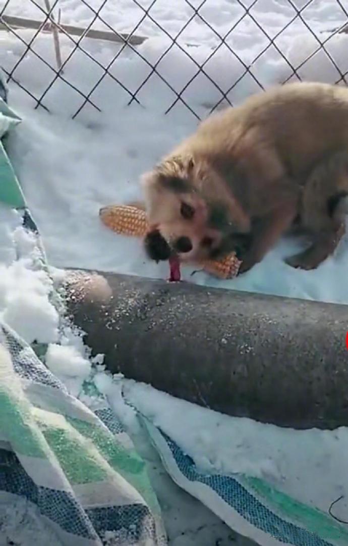 一狗子大冬天的好奇舔栏杆，舌头居然瞬间被冻在了上面，好心人本来打算用温水帮他解困