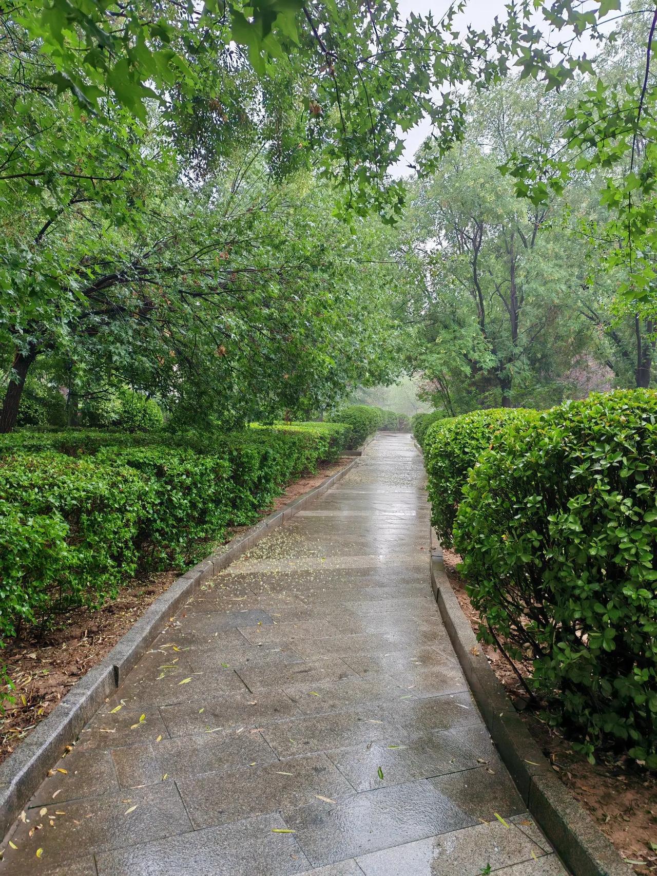 雨后的公园，给人以清爽的感觉。尤其是绿色的植物，刚刚经历过雨水的冲洗，的确青翠欲