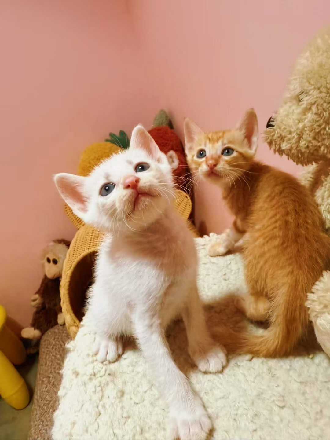 说心里话，救助中给猫咪找领养最艰难，其他步骤虽然很累也很花钱，但至少是自己努力就