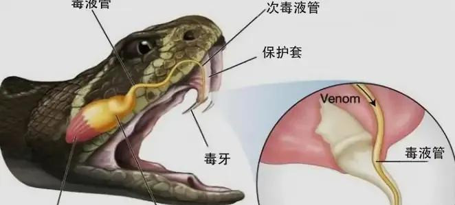 八岁男孩反咬毒蛇，蛇死了人没事天呐！八岁小男孩竟然把眼镜
