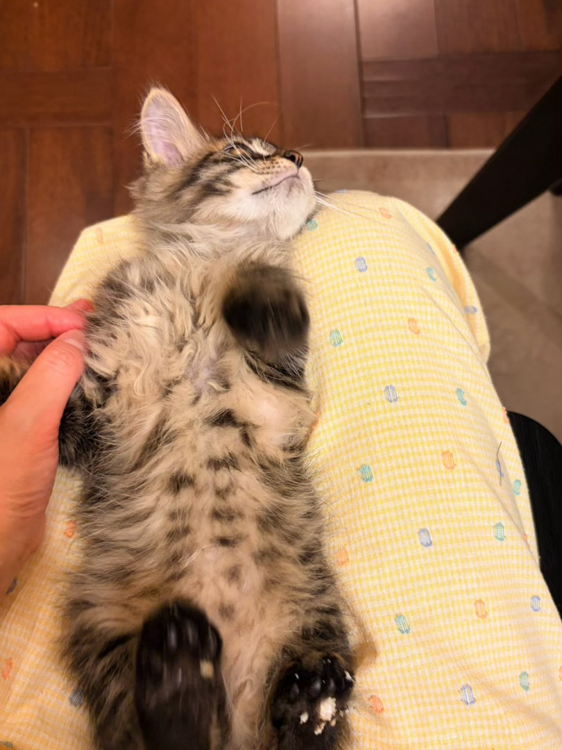 2个月的健康开朗小猫，是鼎鼎漂亮的长毛狸花也有点像缅因我们在为他物色一个最好的家