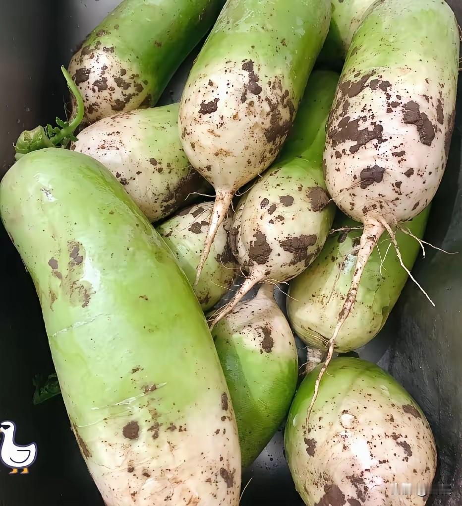 白萝卜和胡萝卜都是叫萝卜，但施肥完全不一样，你了解吗?很多菜友以为白萝卜、胡