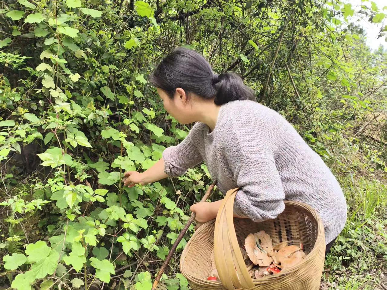 没有几个人知道，这个也能吃吧？[红脸笑]住山这么多年，今天才知道，原来这个刺喇喇
