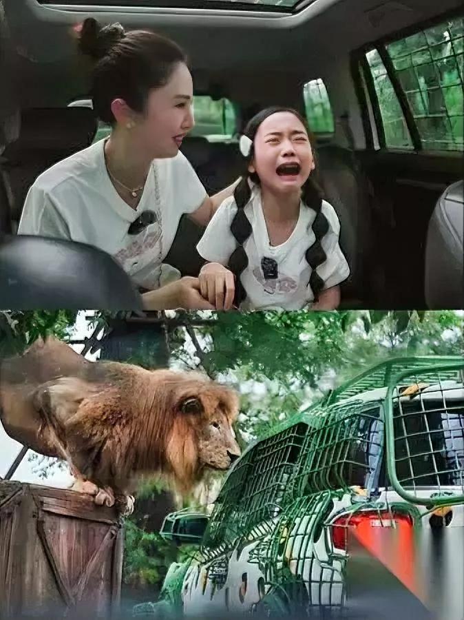 小酒窝吓哭了！猛兽区投喂遇突发镜头前的成熟小女孩秒变胆小鬼？原来董璇带女