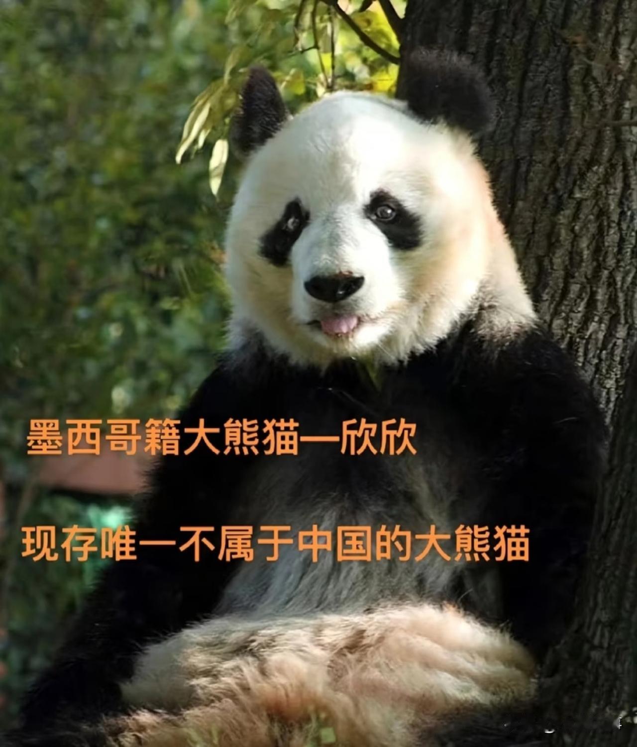 全球唯一没法回国的大熊猫，不是不想回，是法律上被“锁死”了。这只叫欣欣