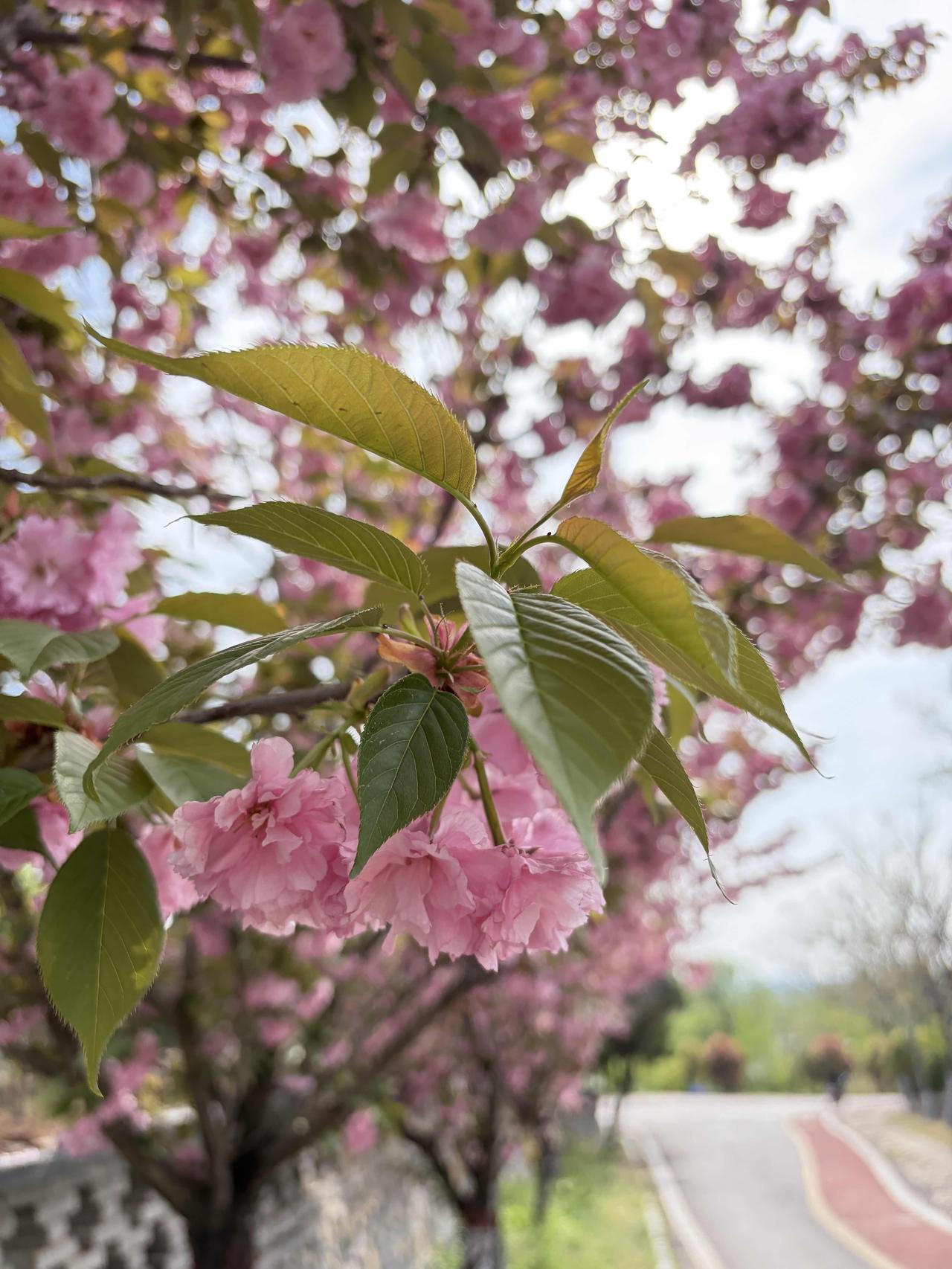 晚樱开了，春天的浪漫才刚到高潮✨风一吹，满树粉云就漫了开来。晚樱不像早樱那样