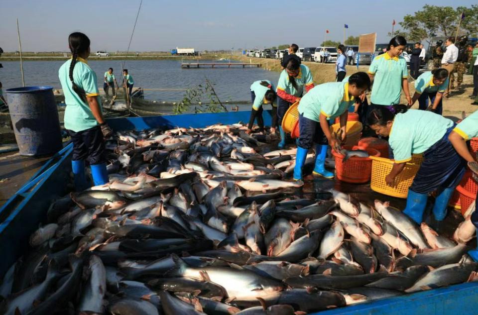 缅甸出口海鲜和鱼类迎来大增长！缅甸向中国、泰国、孟加拉国、日本等国家，出口水