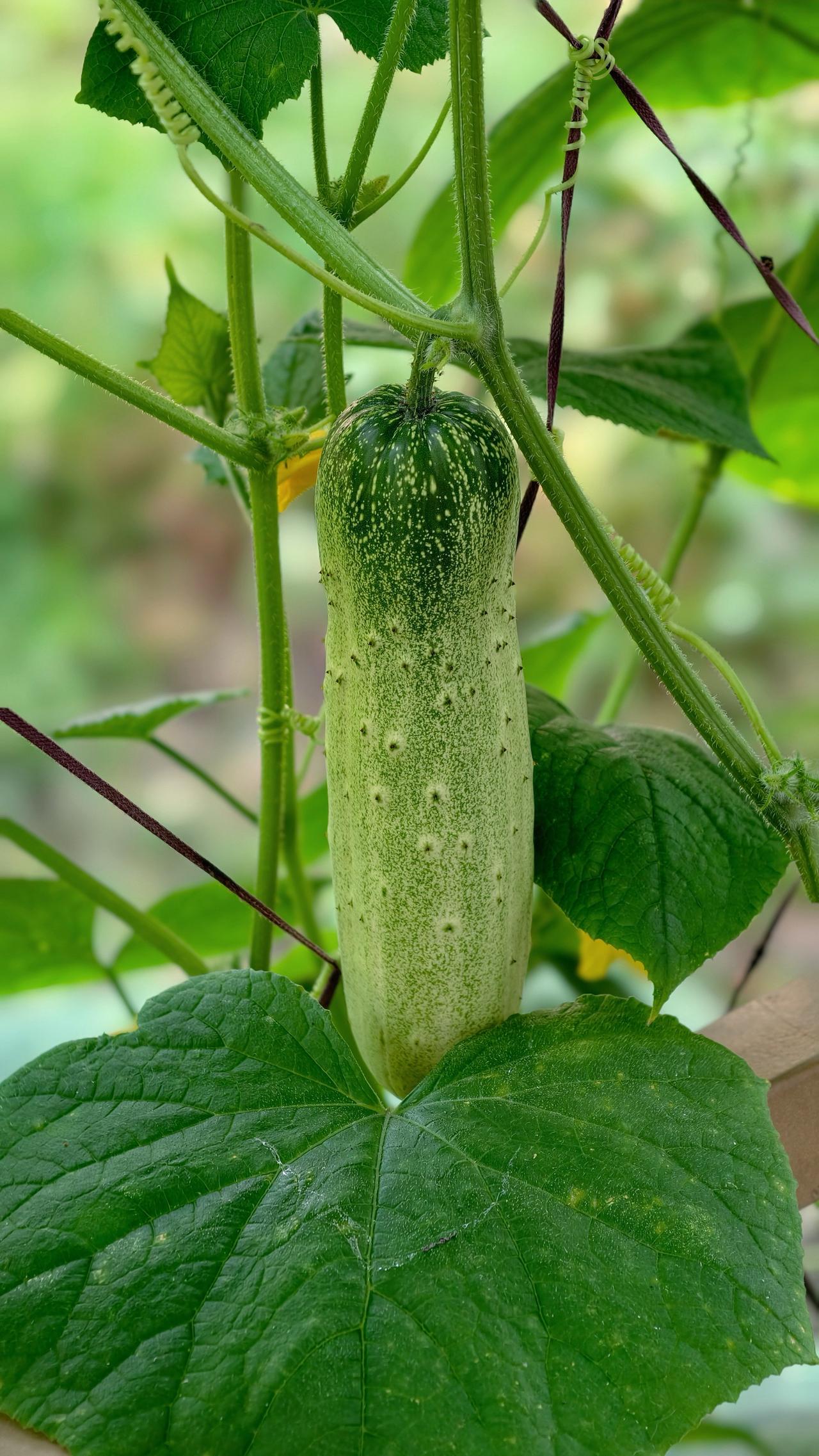 我的夏天很美好！夏日田园真是一个治愈的地方！