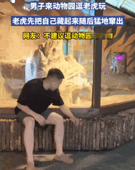 这分明是在玩命！一男子在动物园隔着玻璃疯狂挑衅老虎，谁知老虎根本不惯着他，先是配