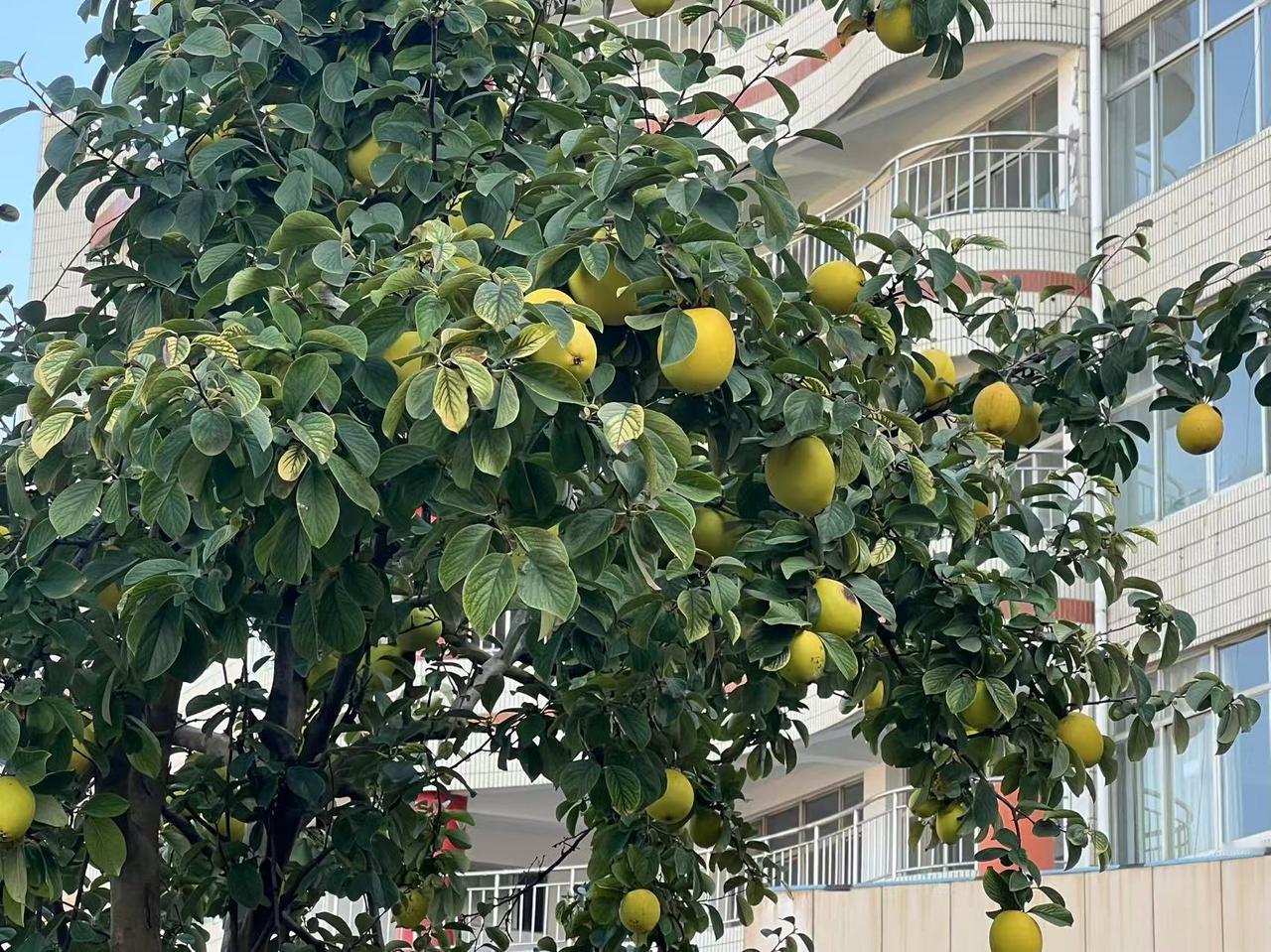 秋日的太阳，暖暖地照着，教学楼前那棵木瓜树，叶子泛着淡淡的光。树上的木瓜熟了，