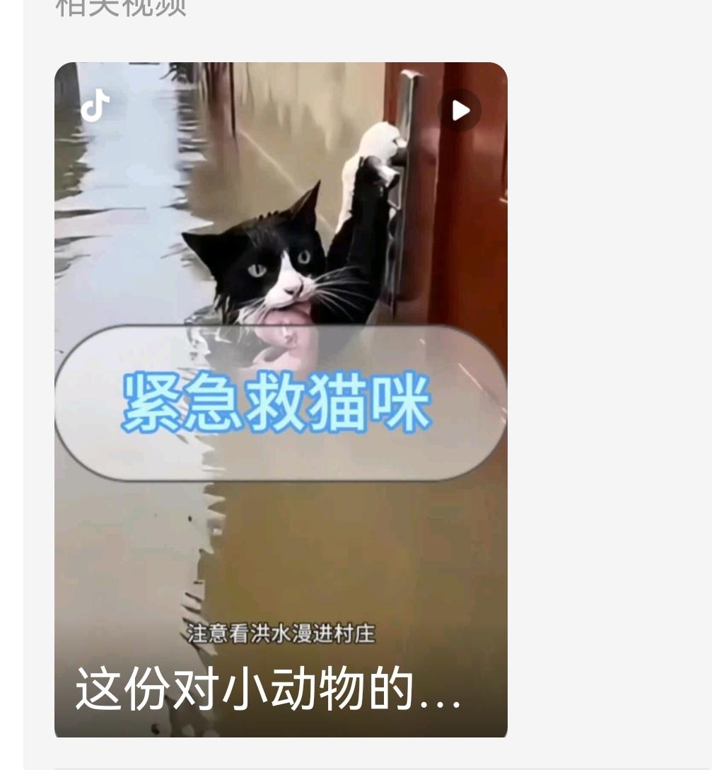 洪水中的母爱洪水漫过街巷，浊浪卷着杂物奔涌。一只瘦骨嶙峋的流浪猫妈妈，正用