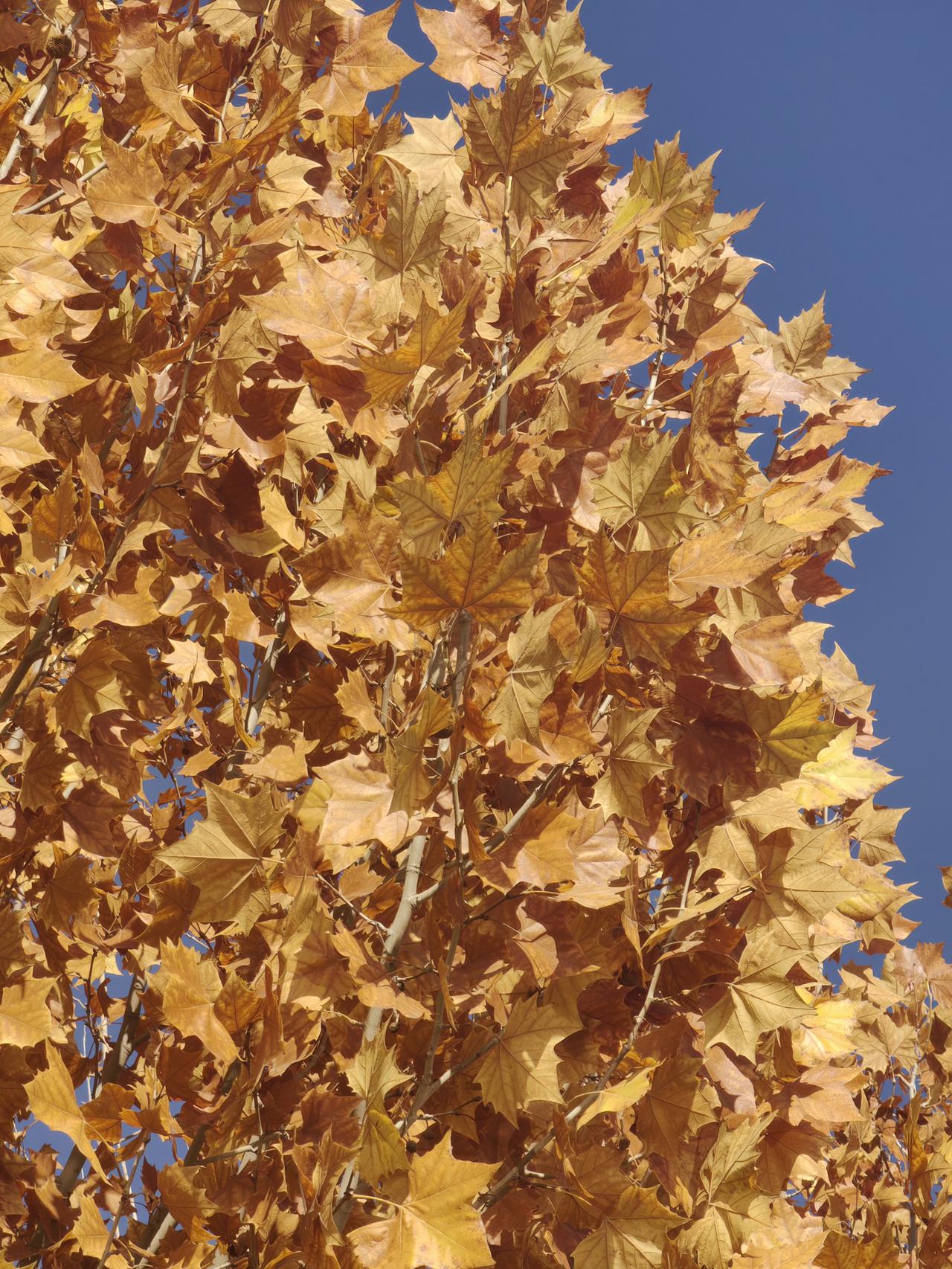 初冬的银川，黄叶成了这座城市的主角。银川市为留住秋景，对部分公园周边实施落叶缓扫