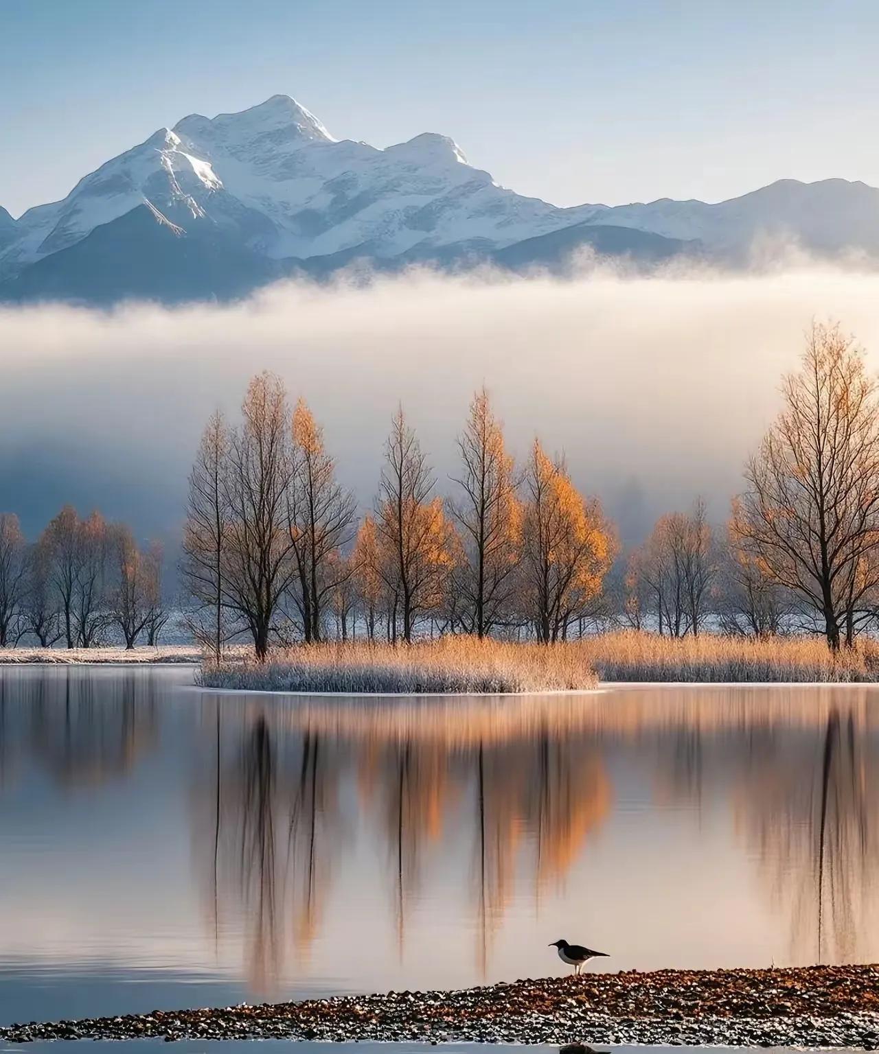 冬日湖畔，雪景与金黄树影交相辉映，宁静而美丽。