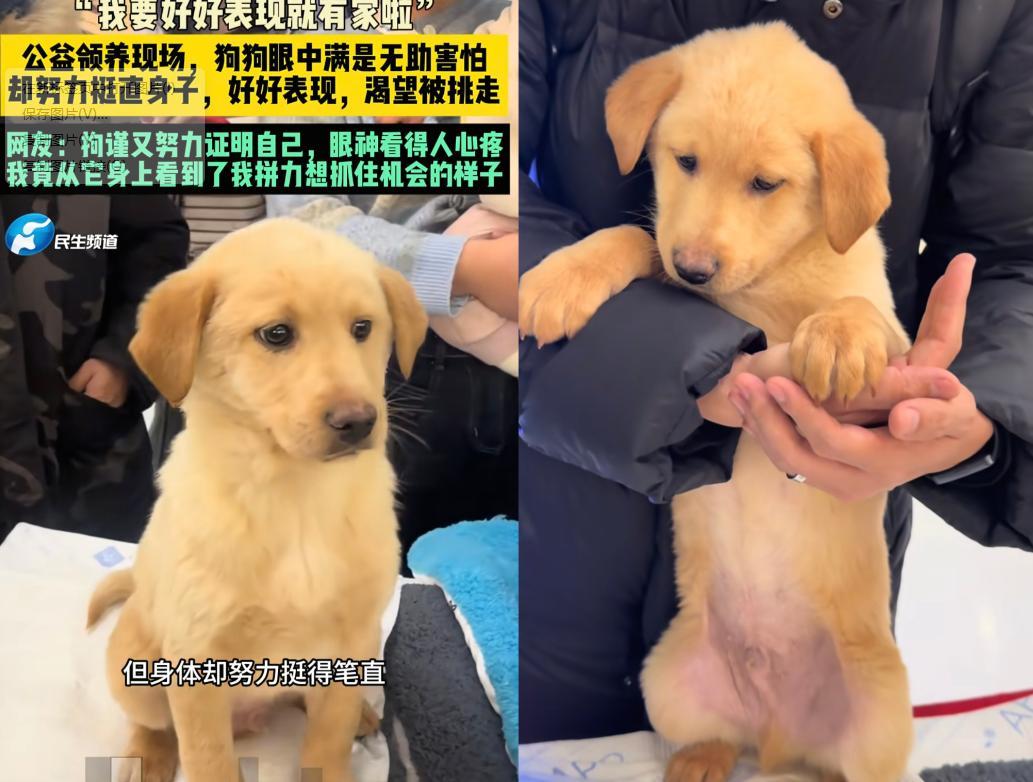 终于等到好消息了！那只全网都在惦记的"端庄小狗"，真的被领养了！而且领养人特别有