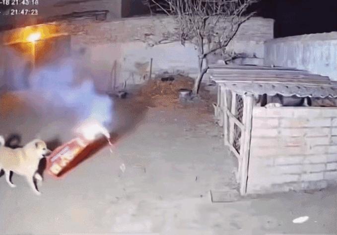 这条狗是神犬吗？看图问问题：1）炮是谁给它点着的？2）它为什么要把炮叼到