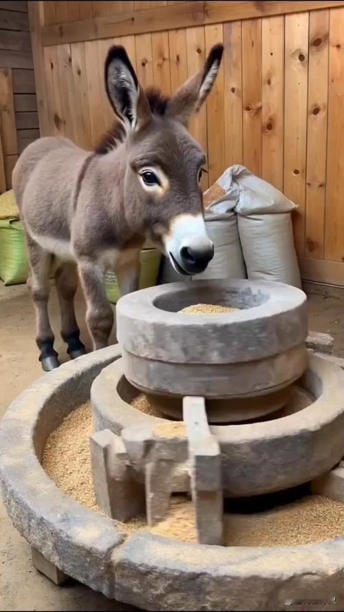 驴🆚鹰寓言分享