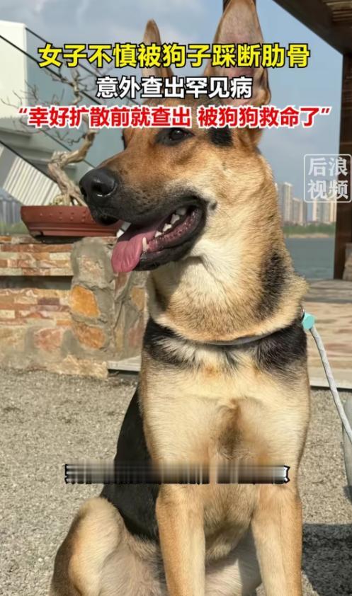 因祸得福啊！北京一只80斤的牧羊犬，突然跳主人身上，把她踩骨折了，谁料到医院一看