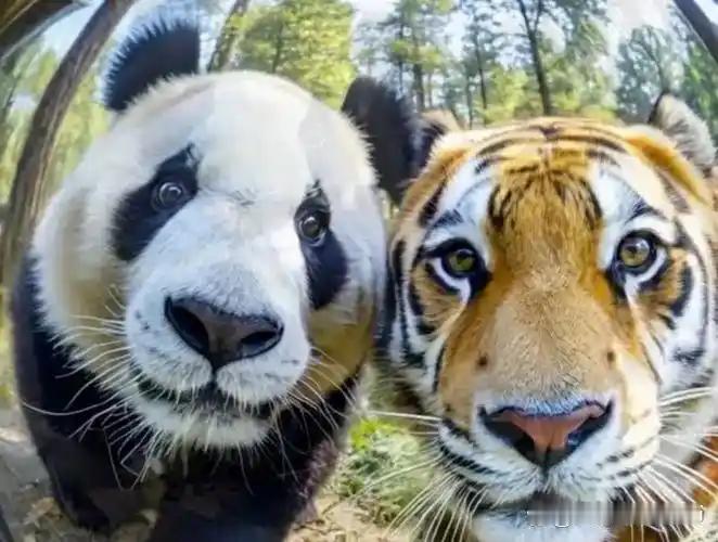 老虎为啥不吃大熊猫？四川华南虎当年不吃大熊猫，根本不是不想吃，而是实打实的"吃不
