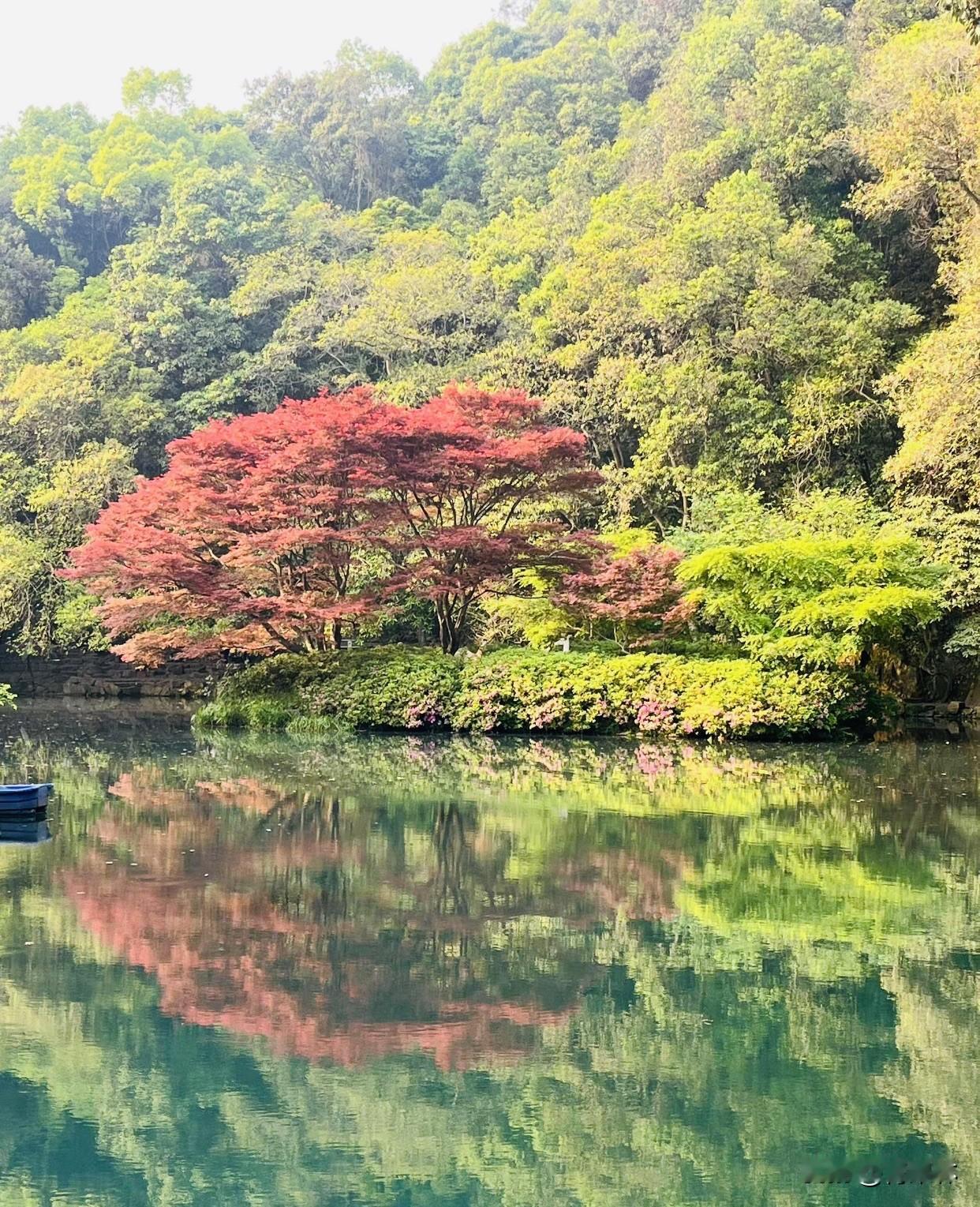 养眼美景共享不用去远方，我们身边的美景就很好看，满目皆是治愈好风光，红枫映碧水，
