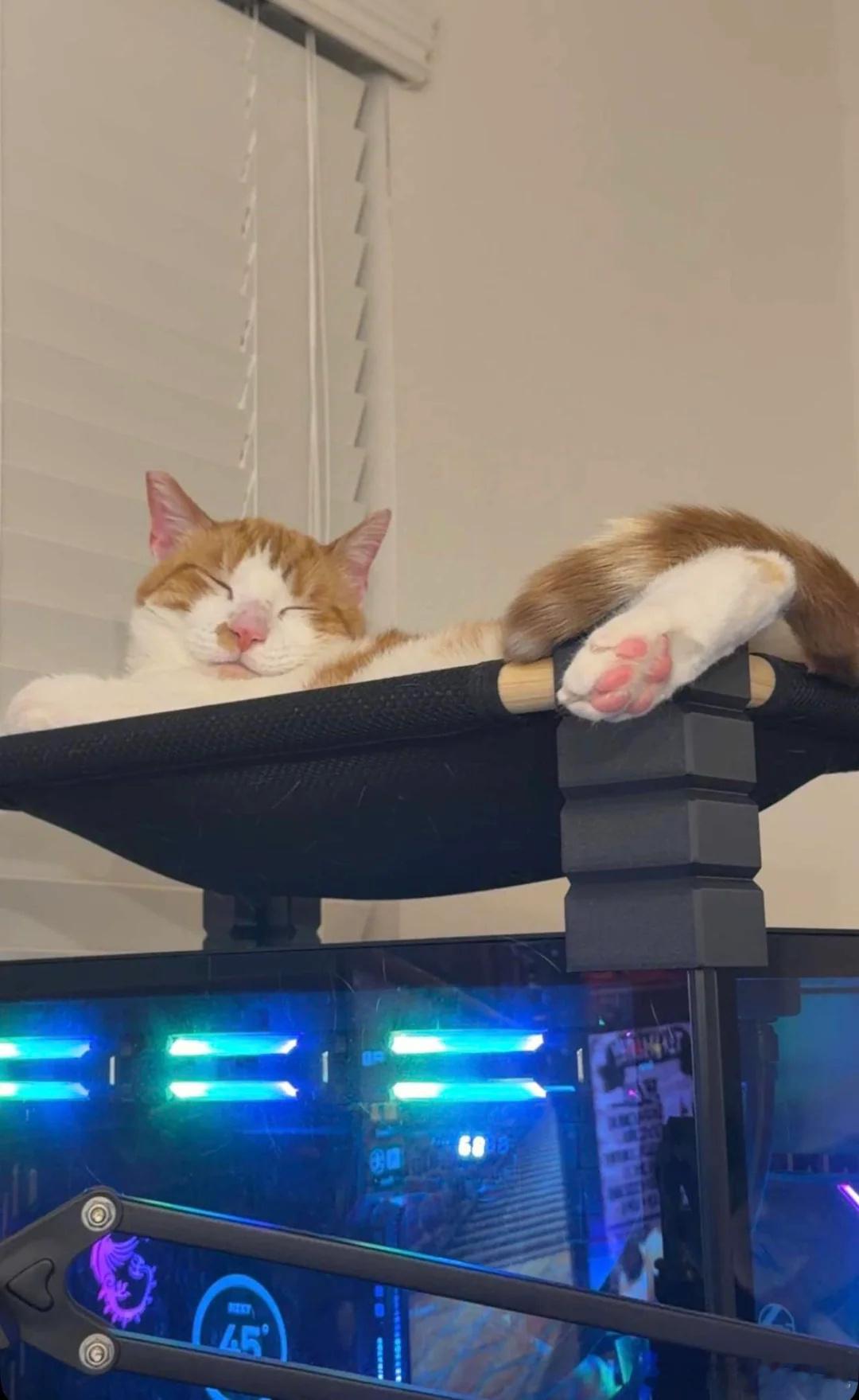 刷到一位女网友发帖讲男朋友养的猫咪总是喜欢趴在电脑主机上睡觉，估计猫咪是爱上了主