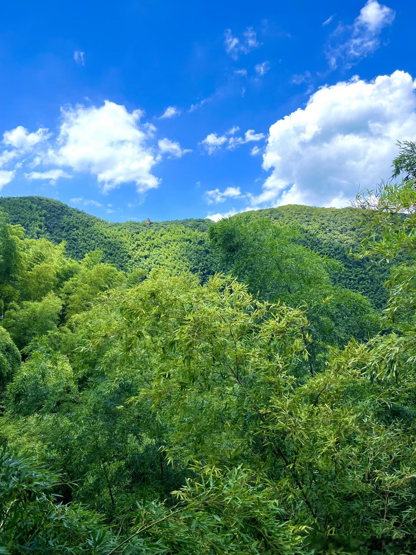 江浙沪避暑好去处🍃躲进25℃万亩竹海，逃离热浪夏天不想闷在城市里，就来南山竹