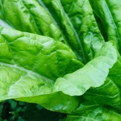 1200芥菜种植方法1.生长环境：选择土壤肥沃、排水良好、日照充足的地点。2.