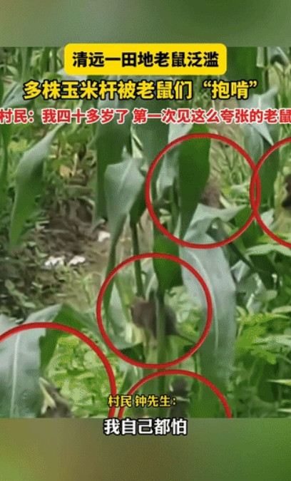 太吓人了！广东清远，男子去玉米地里除草，不料，听到“嗤嗤”的啃食声，定睛一看，一