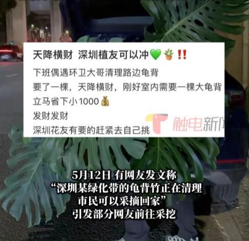“得了便宜还卖乖！”深圳，一男子下班看到绿化带有工人清理龟背竹，厚着脸皮想要1棵