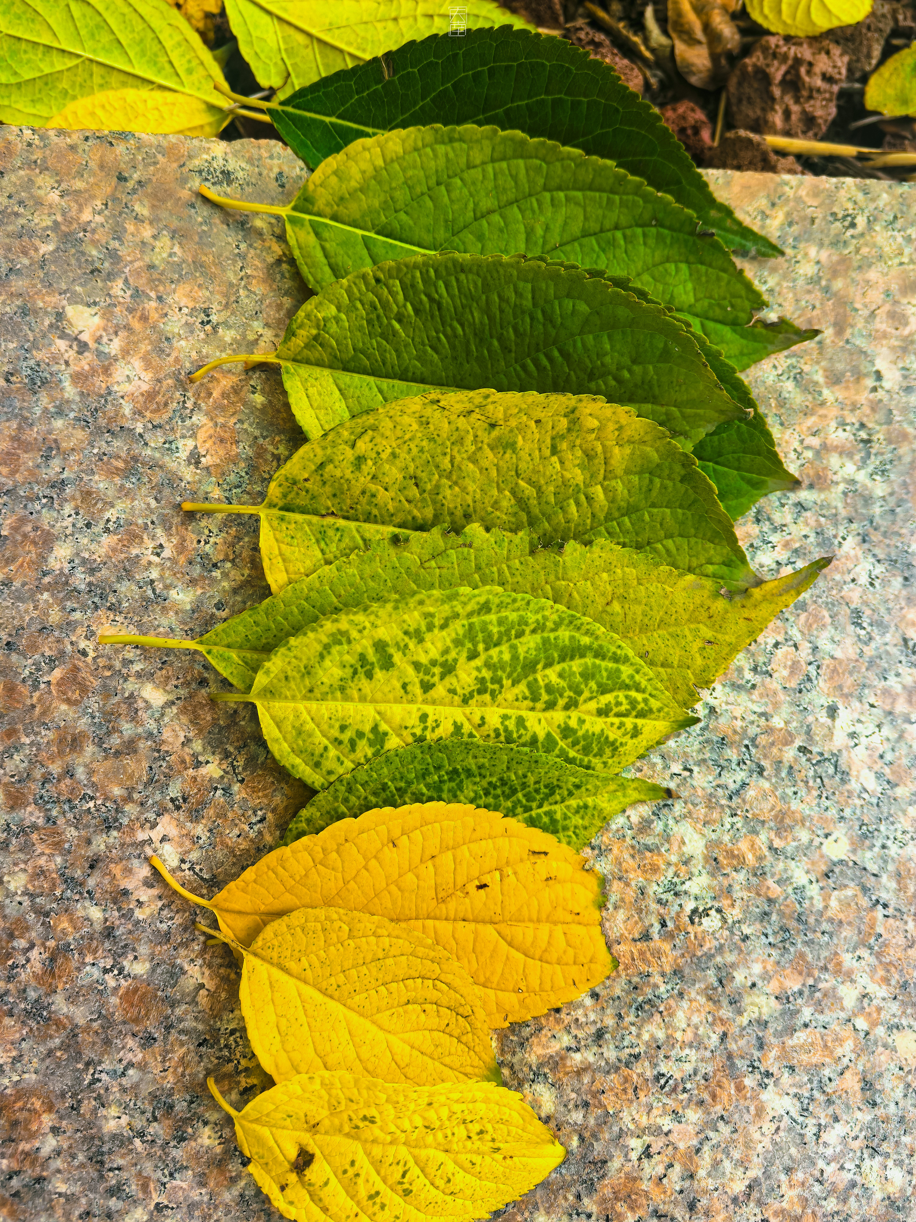 北平的秋，也热烈，也寂寥。【中山公园】摄影