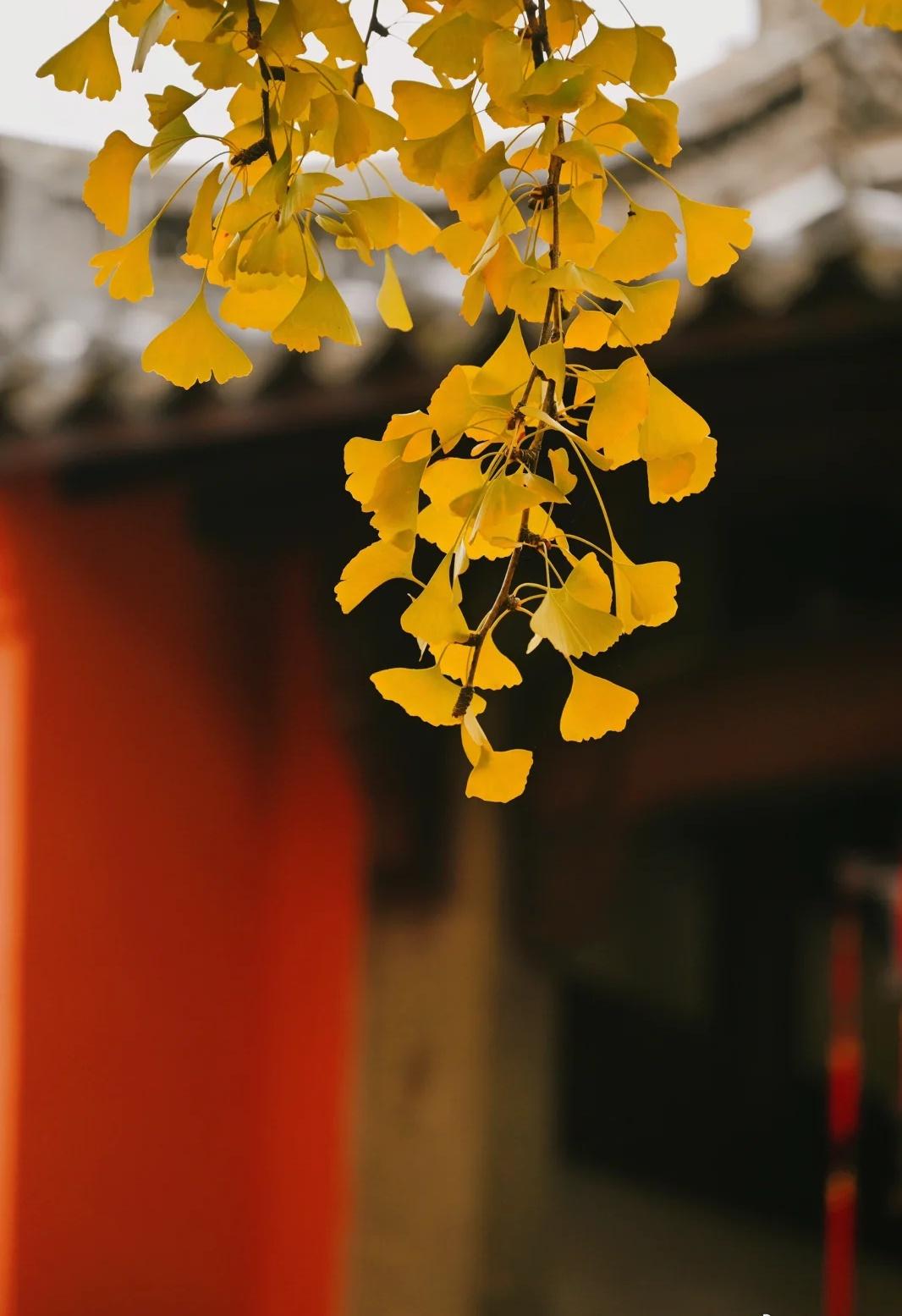 【衢州下周气温堪比入冬】下周浙江将迎下半年首轮寒潮！🥶台风“凤凰”过后，今