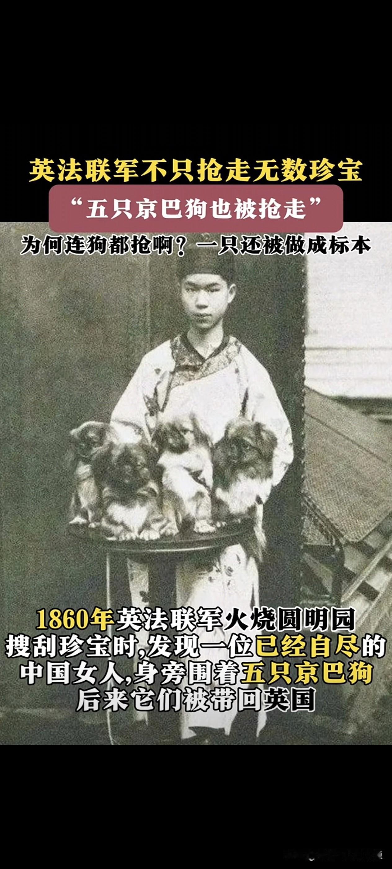 连宠物狗都抢？1860年第二次鸦片战争爆发，7000多的英法联军加上1万多的印度