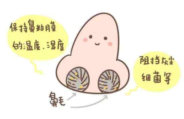 不宜擅自乱拔鼻毛眉毛