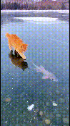 美食就在眼前，但是抓不住，你说气猫不气猫？真是气亖猫了！[捂脸哭][捂