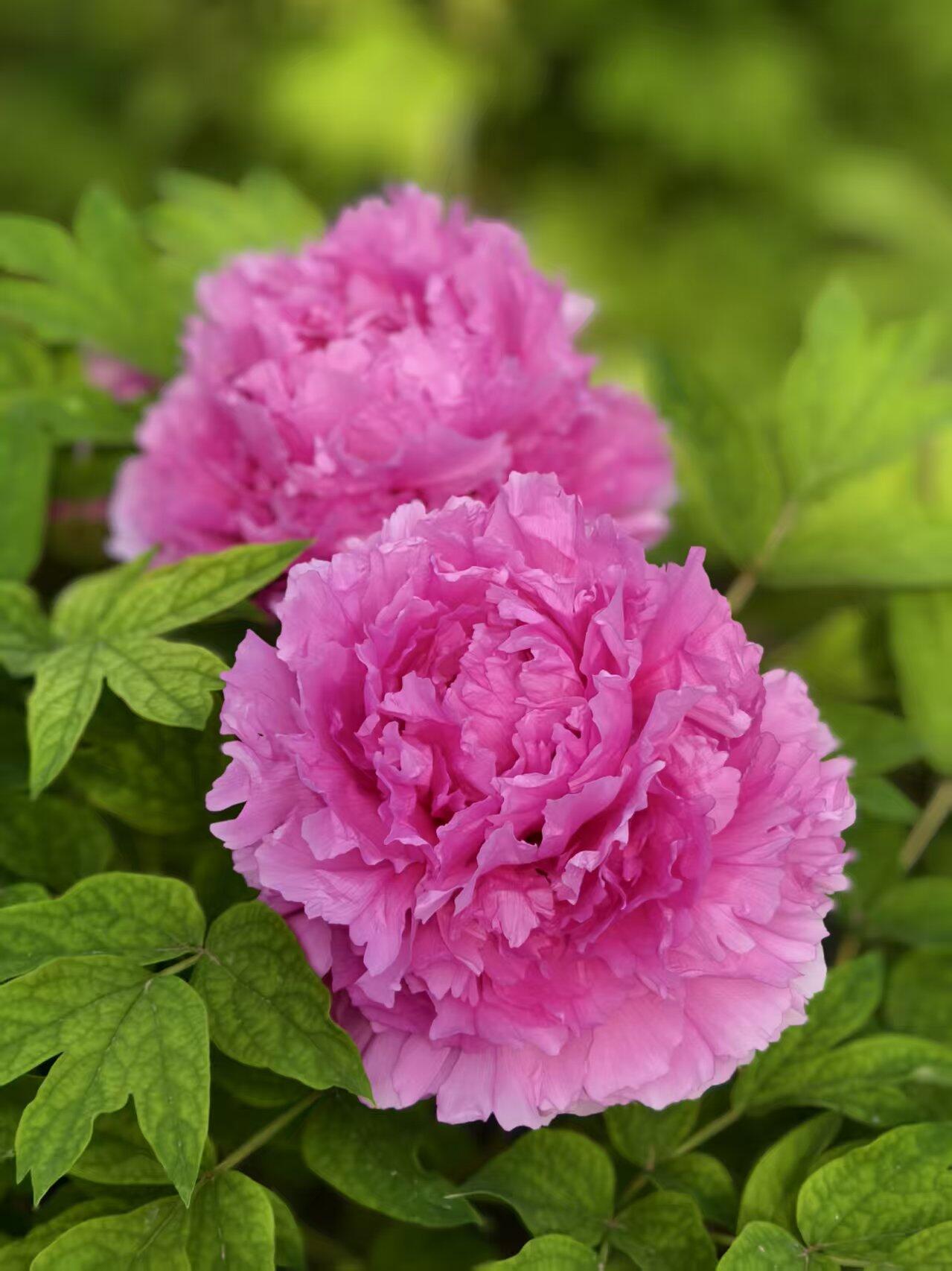 微距镜头下的牡丹花