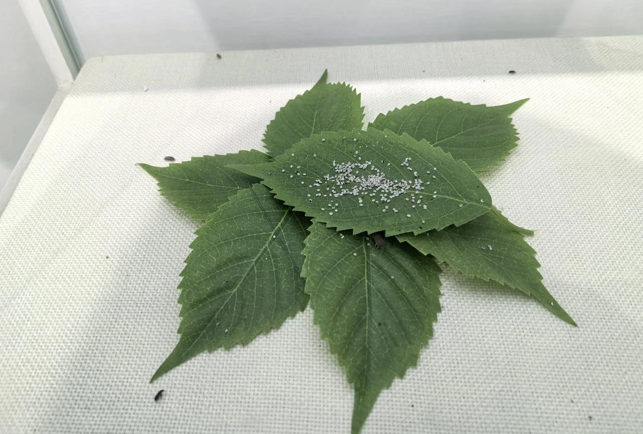 从春蚕到绸缎