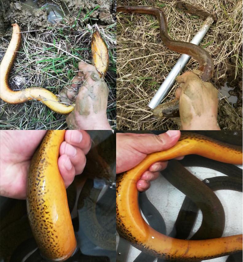 湖南，男子在泥地里发现一条"黄鳝"，他跟网友说是真的黄鳝，于是就用手去抓，没想到
