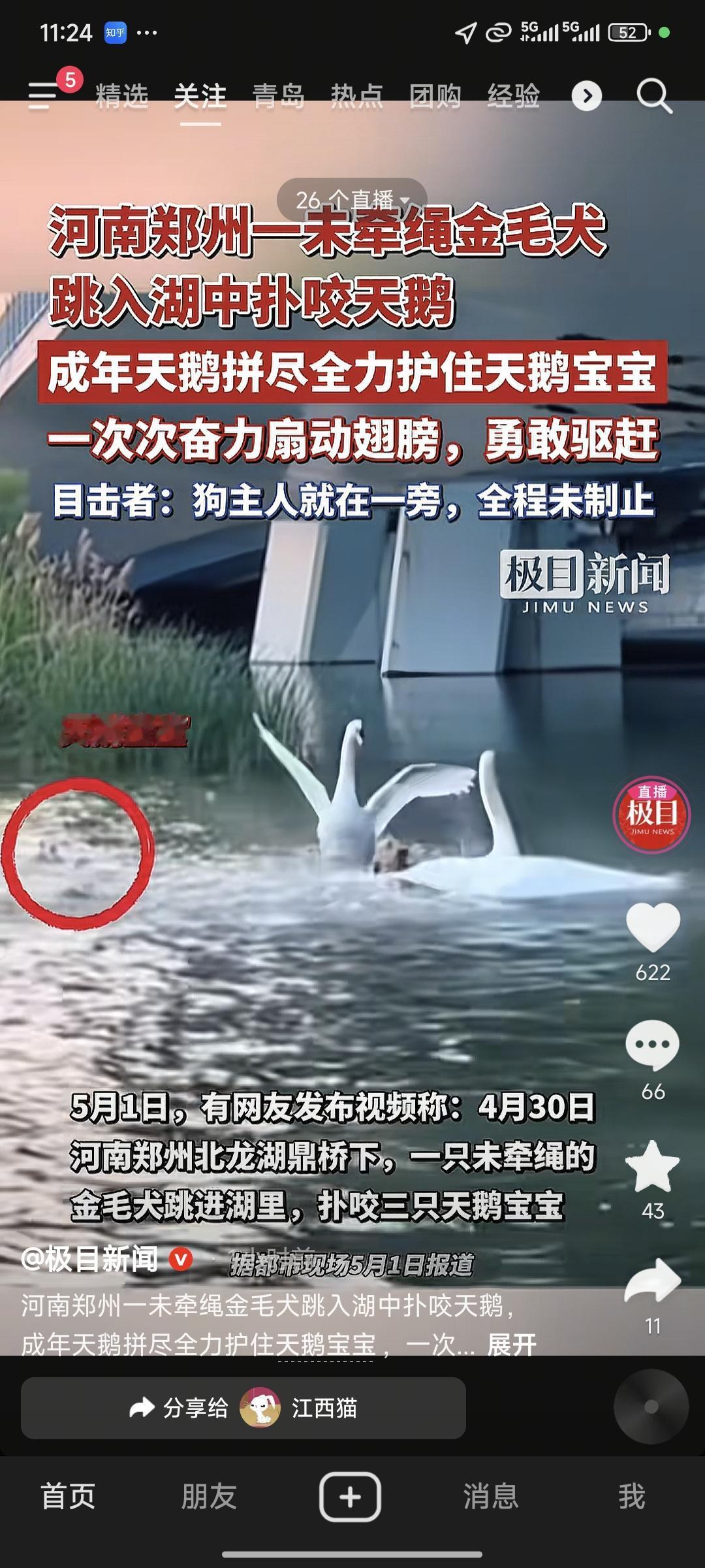太让人气愤了！近日河南郑州，一只没拴绳的金毛犬突然跳进湖里，对着三只刚出生不