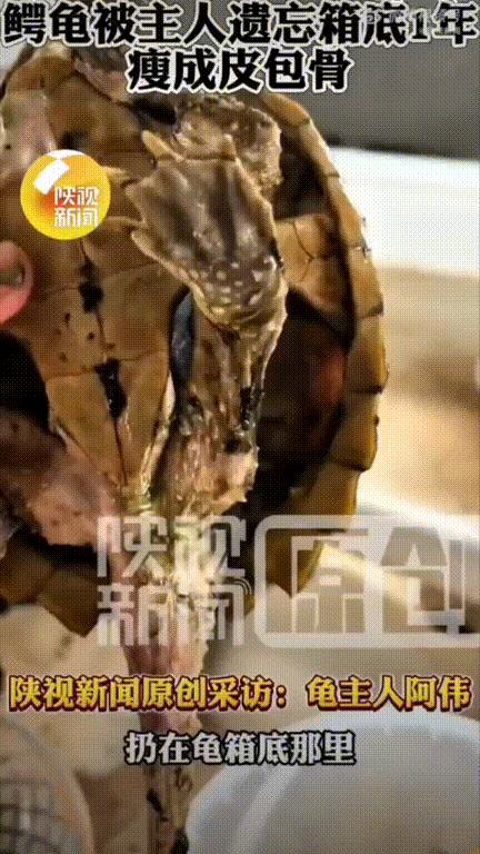 太炸裂了！广东，一位龟类玩家养的一只鳄龟因受皮外伤泡了药水放在了箱底，结果直接被